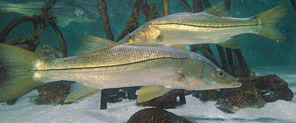 Snook Fishing Charters Sanibel Island Florida